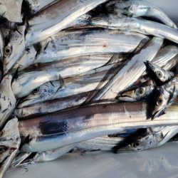 オーフリー 釣果