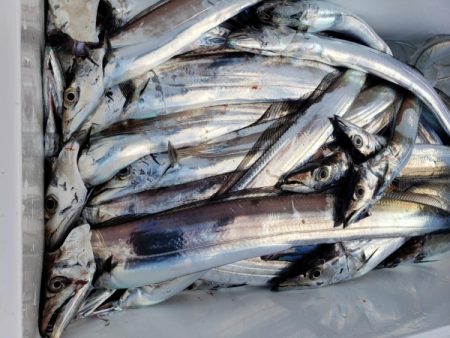 オーフリー 釣果