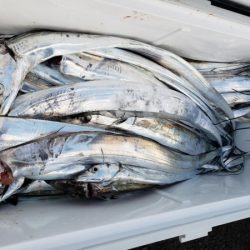 オーフリー 釣果