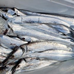 オーフリー 釣果