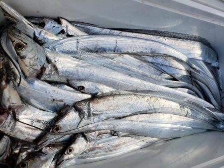 オーフリー 釣果