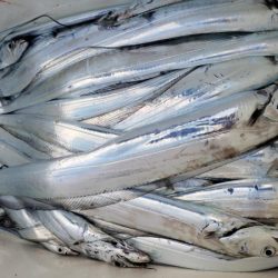 オーフリー 釣果