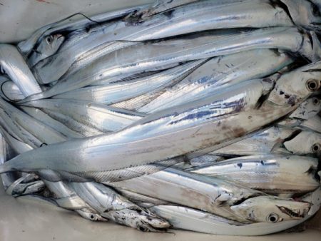 オーフリー 釣果