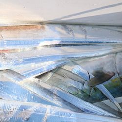 松本釣船２ 釣果