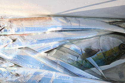 松本釣船２ 釣果