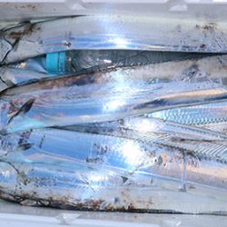 松本釣船２ 釣果