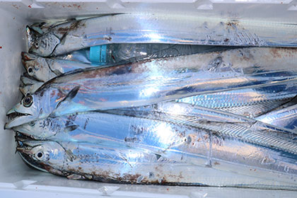 松本釣船２ 釣果