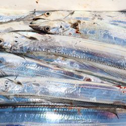 松本釣船２ 釣果