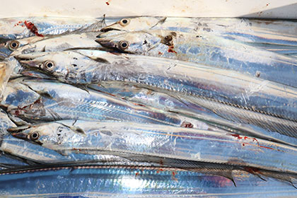 松本釣船２ 釣果