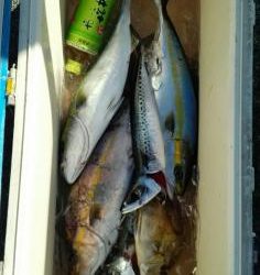 長栄丸(静岡) 釣果