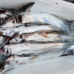 オーフリー 釣果