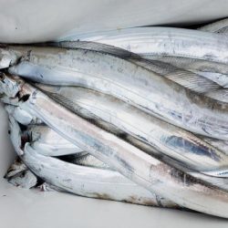 オーフリー 釣果