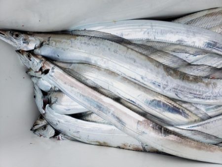 オーフリー 釣果