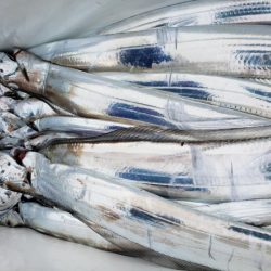 オーフリー 釣果