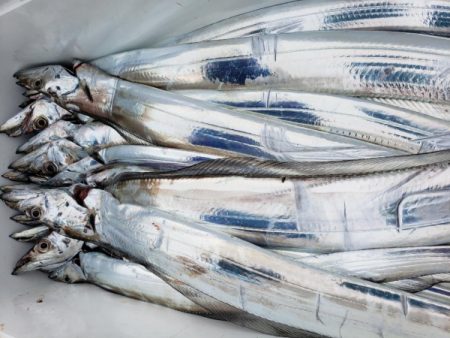 オーフリー 釣果