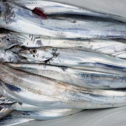 オーフリー 釣果