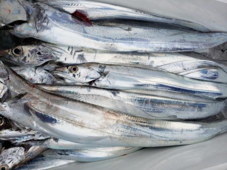 オーフリー 釣果