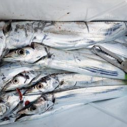 オーフリー 釣果