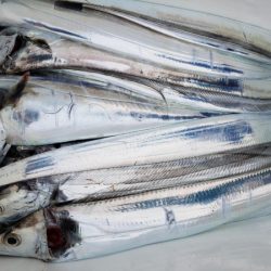 オーフリー 釣果