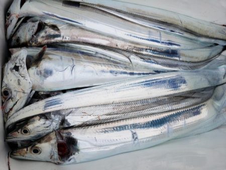 オーフリー 釣果