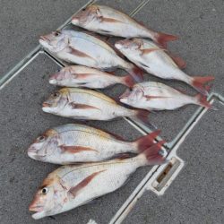 飛燕さくら丸 釣果