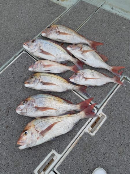 飛燕さくら丸 釣果