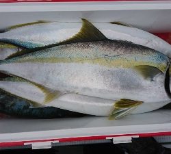 海龍丸（福岡） 釣果