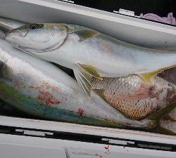 海龍丸（福岡） 釣果