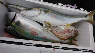 海龍丸（福岡） 釣果