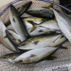 ルアー船マヒマヒ 釣果