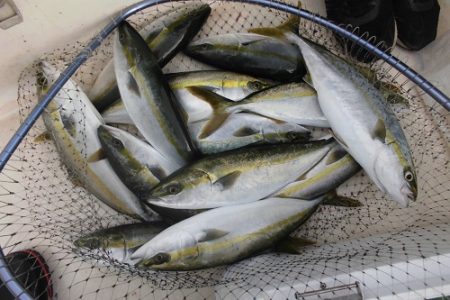 ルアー船マヒマヒ 釣果