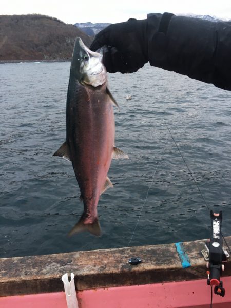 第八平成丸 釣果