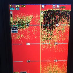 第八平成丸 釣果