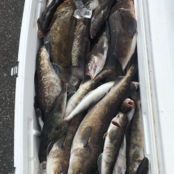 第八平成丸 釣果