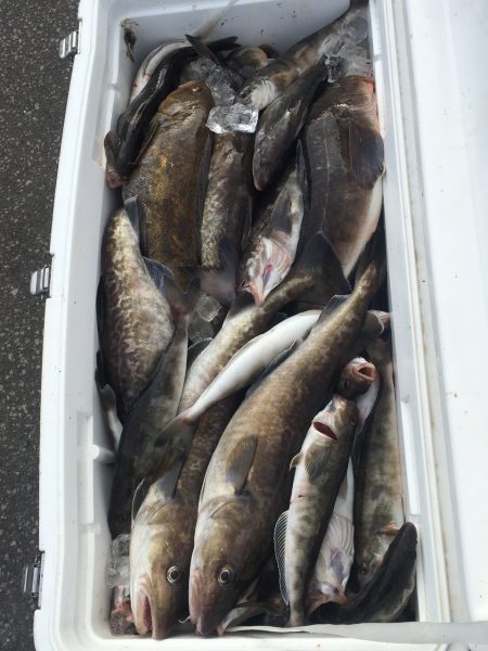 第八平成丸 釣果