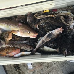 第八平成丸 釣果