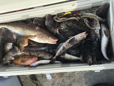 第八平成丸 釣果