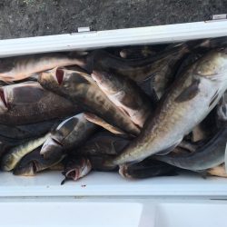 第八平成丸 釣果