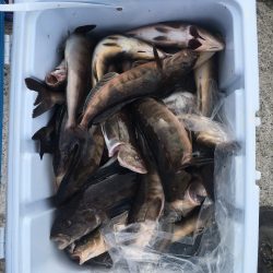 第八平成丸 釣果