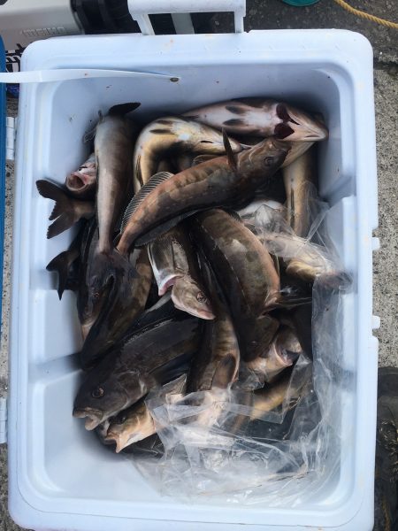 第八平成丸 釣果