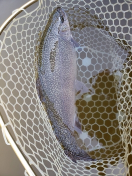 フィッシング サンクチュアリ 釣果