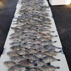 オーフリー 釣果