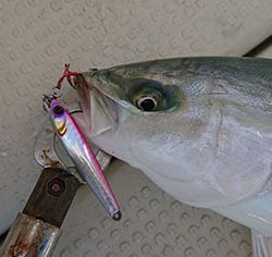 松本釣船２ 釣果