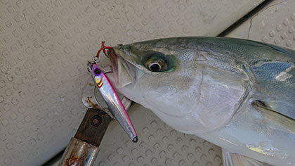 松本釣船２ 釣果