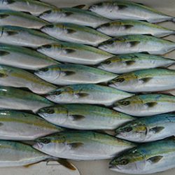 松本釣船２ 釣果