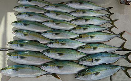 松本釣船２ 釣果