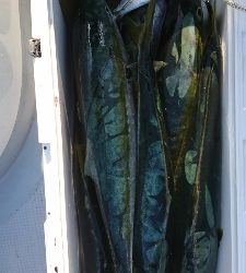海龍丸（福岡） 釣果