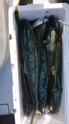 海龍丸（福岡） 釣果