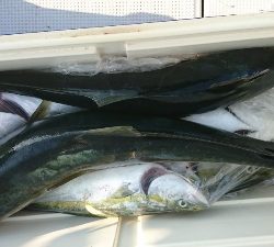 海龍丸（福岡） 釣果