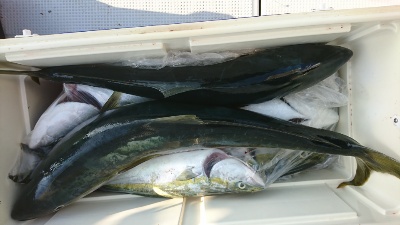 海龍丸（福岡） 釣果